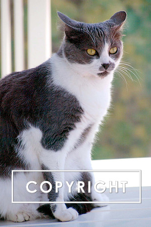 Copy of B6ED0138